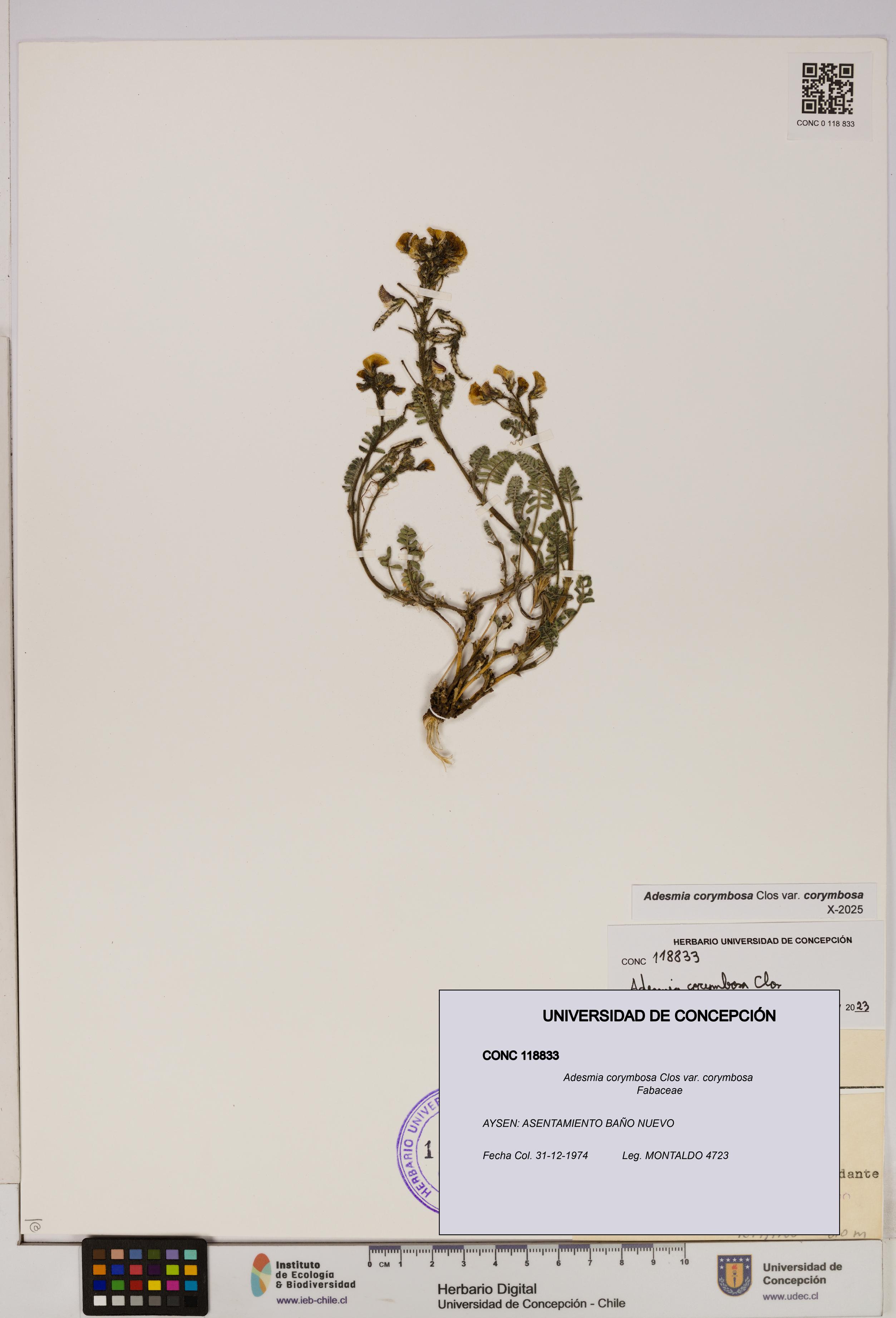 Adesmia corymbosa var. corymbosa [Espécimen: UDEC:CONC:0118833]