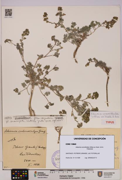 Adesmia coronilloides [Espécimen: UDEC:CONC:0118843]