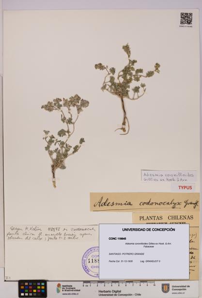 Adesmia coronilloides [Espécimen: UDEC:CONC:0118845]