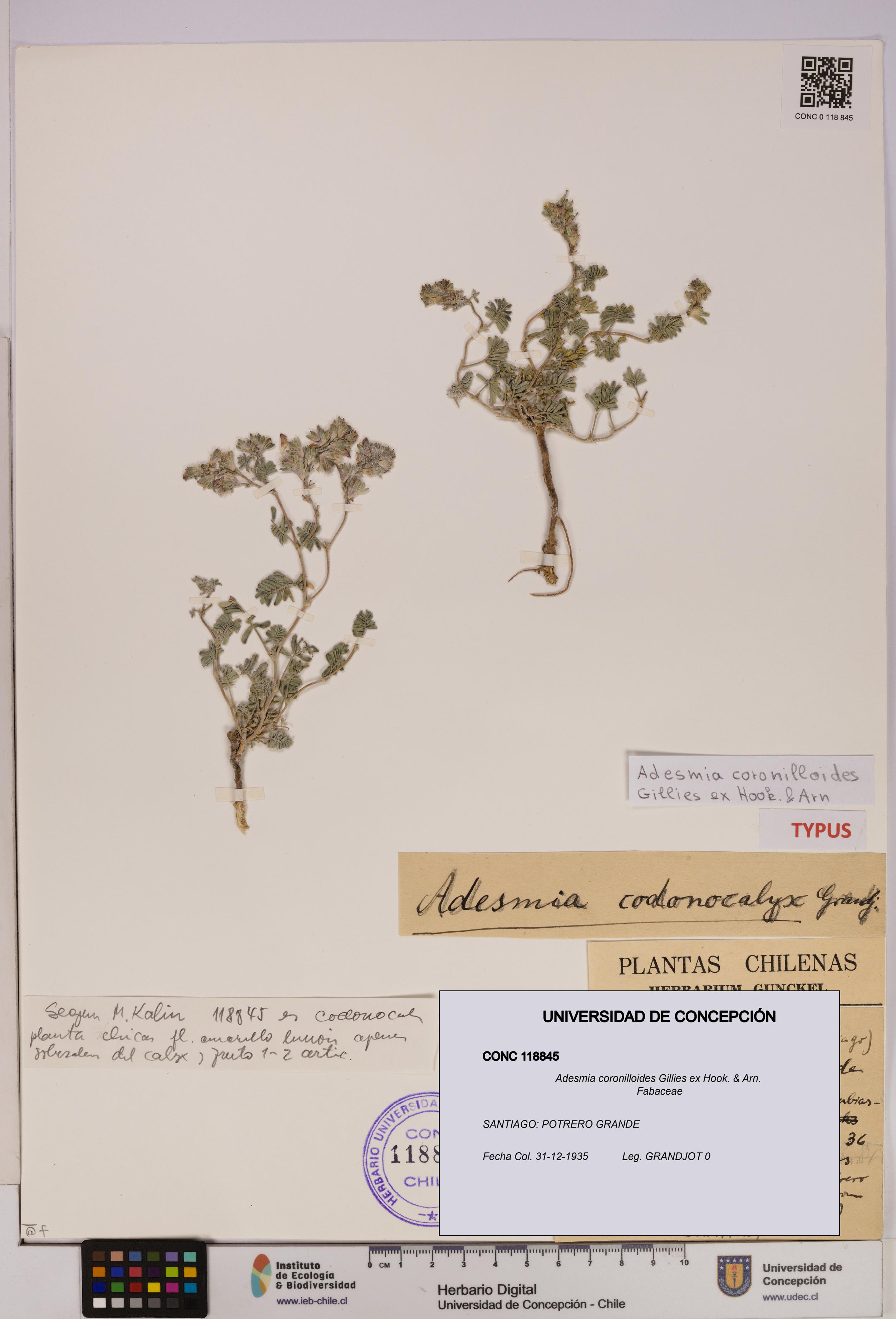 Adesmia coronilloides [Espécimen: UDEC:CONC:0118845]