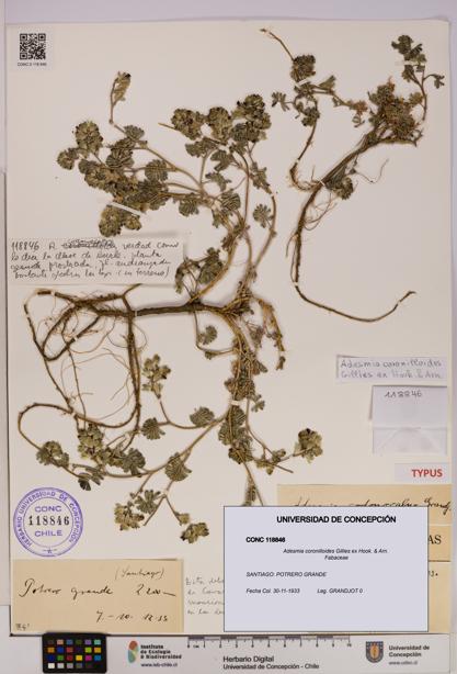 Adesmia coronilloides [Espécimen: UDEC:CONC:0118846]