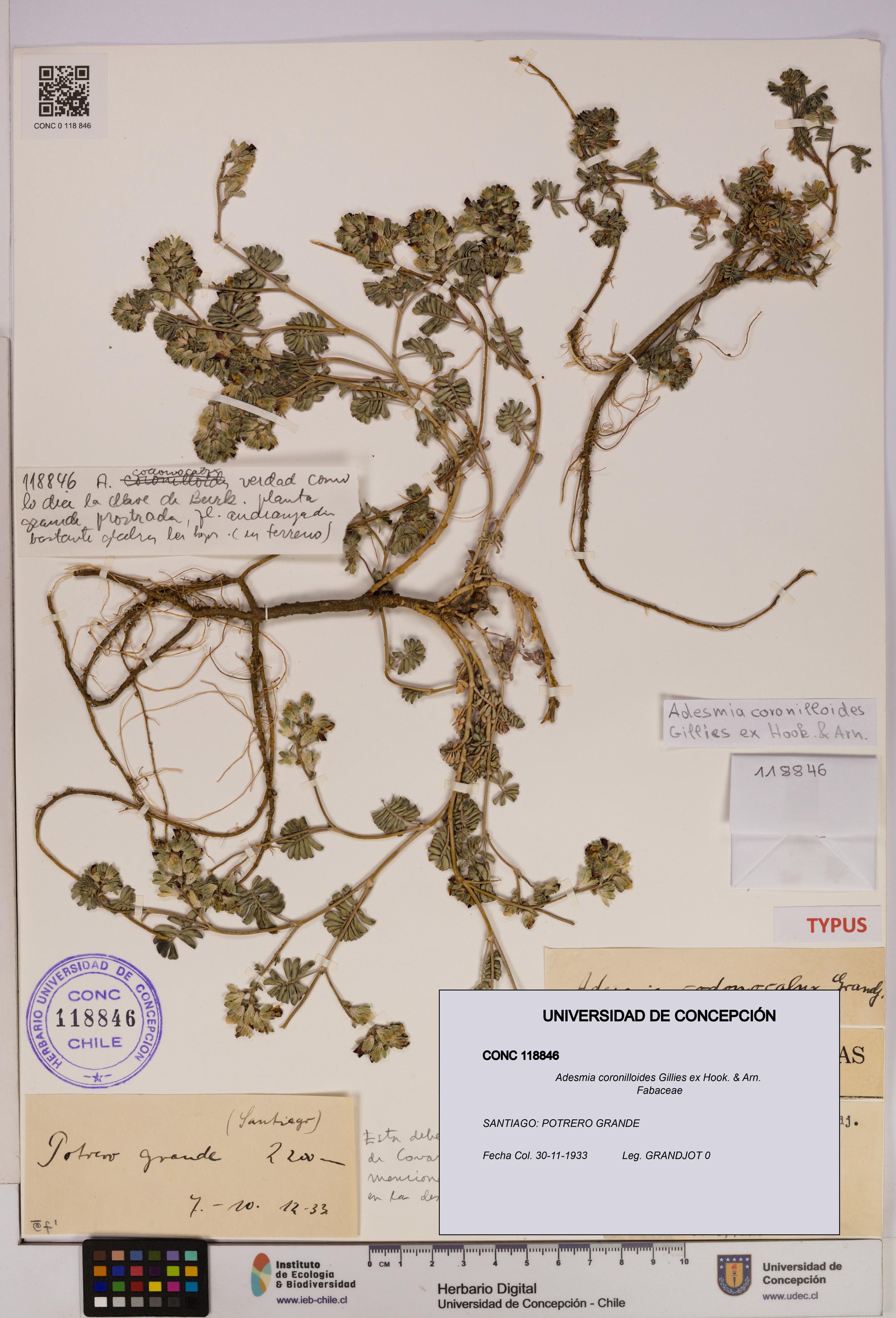 Adesmia coronilloides [Espécimen: UDEC:CONC:0118846]