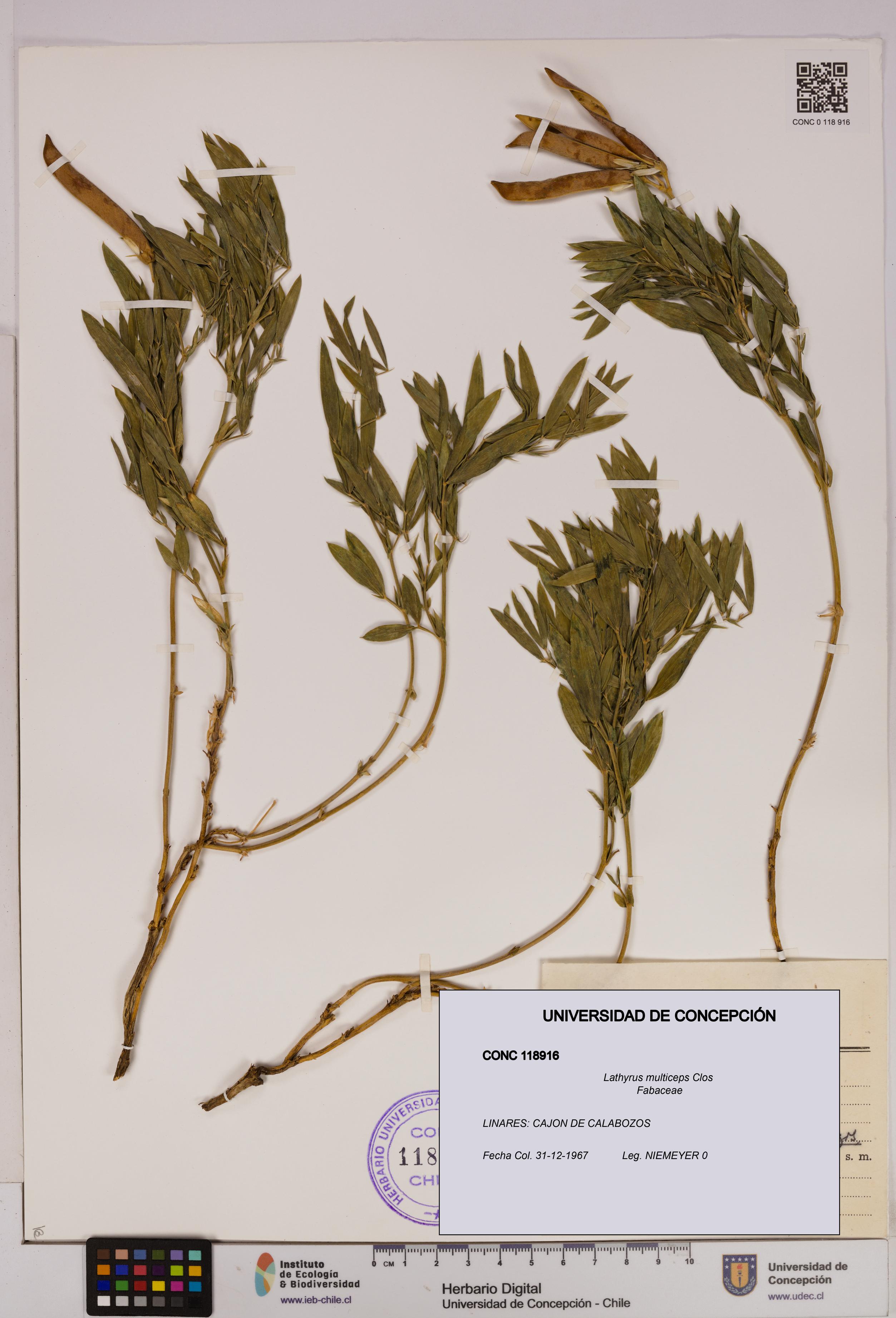 Lathyrus multiceps [Espécimen: UDEC:CONC:0118916]