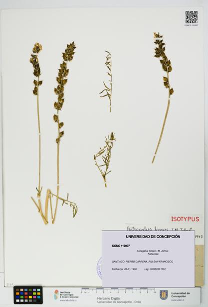 Astragalus looseri [Espécimen: UDEC:CONC:0119007]