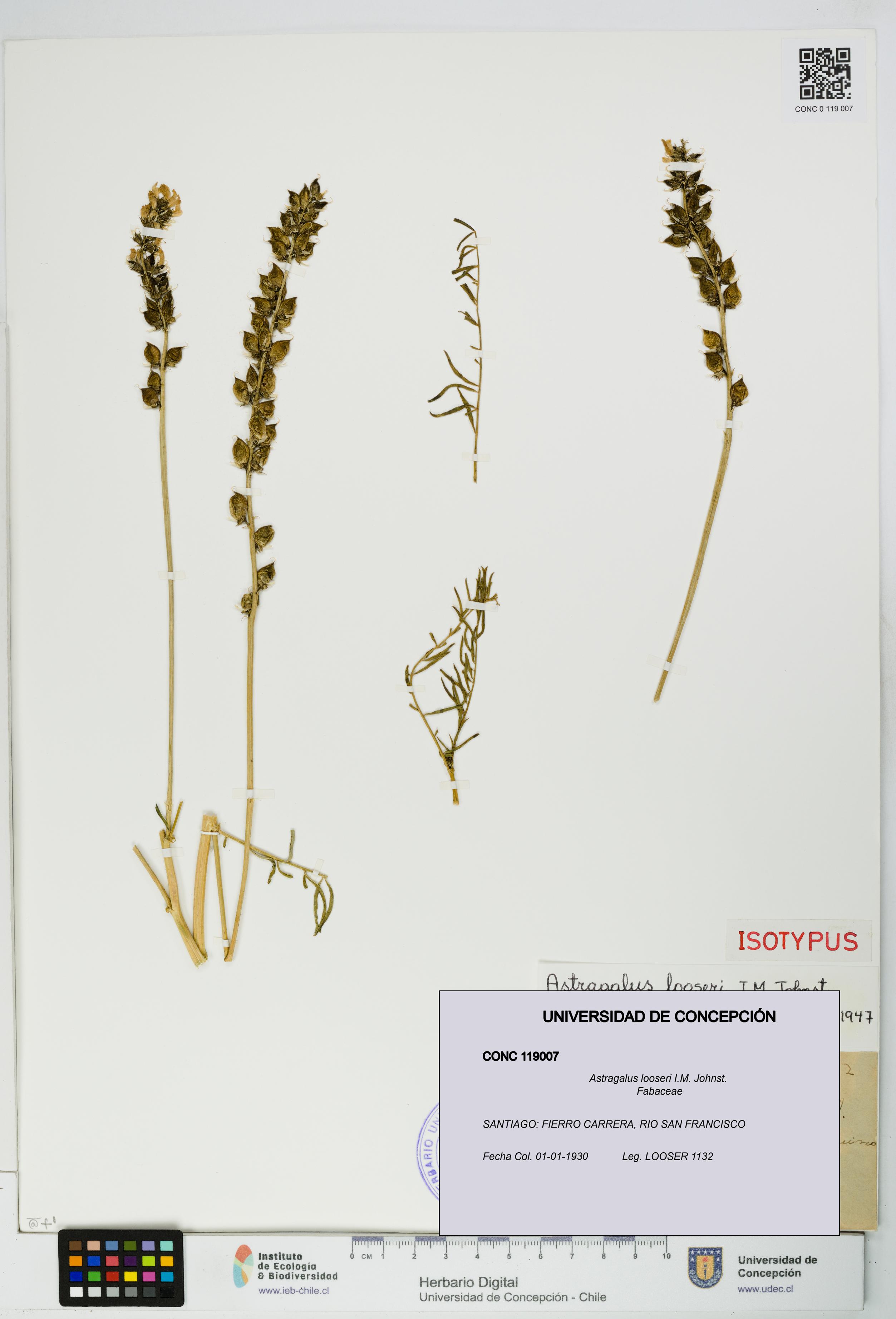 Astragalus looseri [Espécimen: UDEC:CONC:0119007]