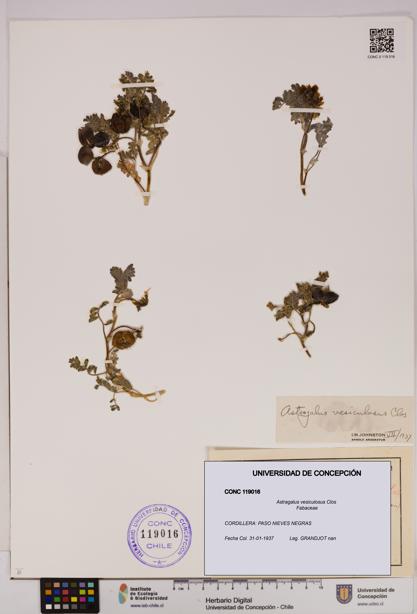 Astragalus vesiculosus [Espécimen: UDEC:CONC:0119016]