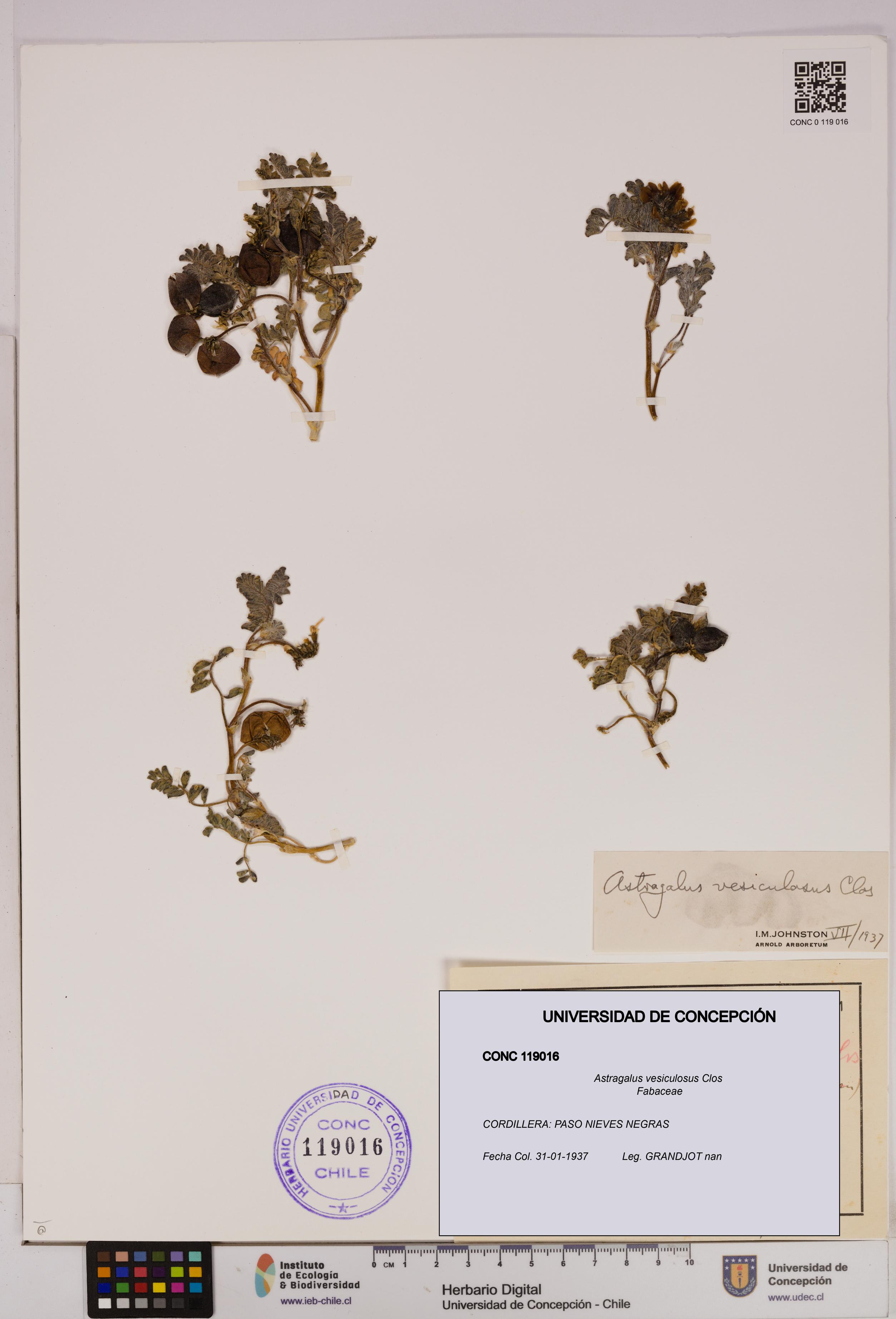 Astragalus vesiculosus [Espécimen: UDEC:CONC:0119016]