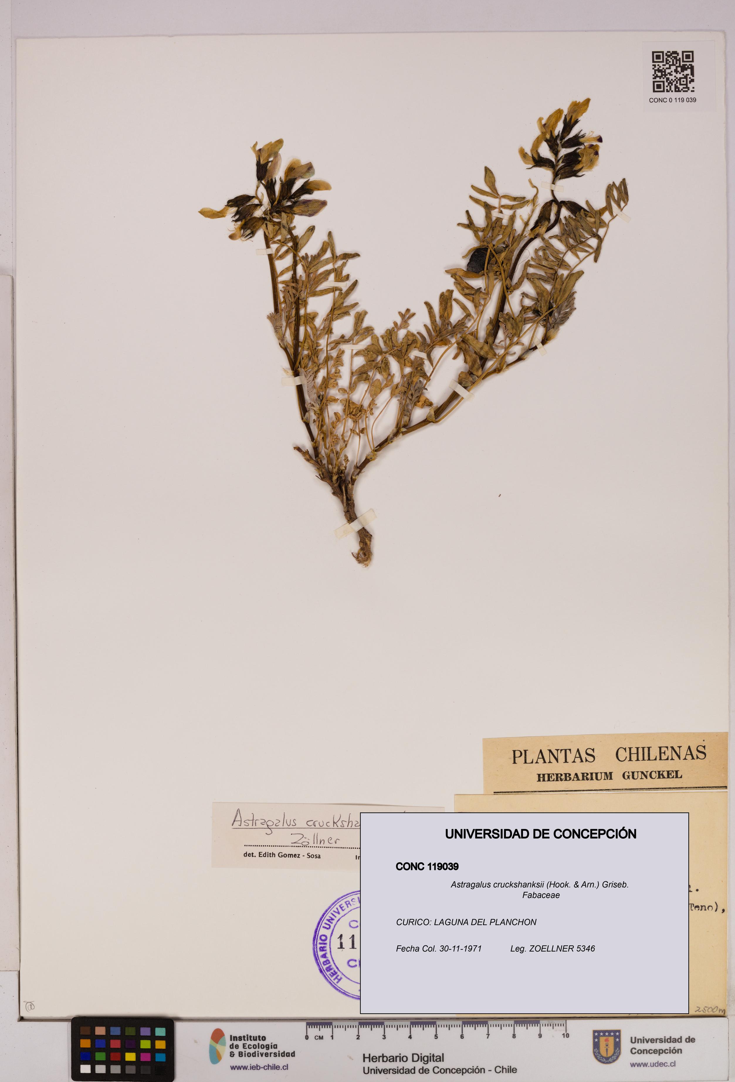 Astragalus cruckshanksii [Espécimen: UDEC:CONC:0119039]