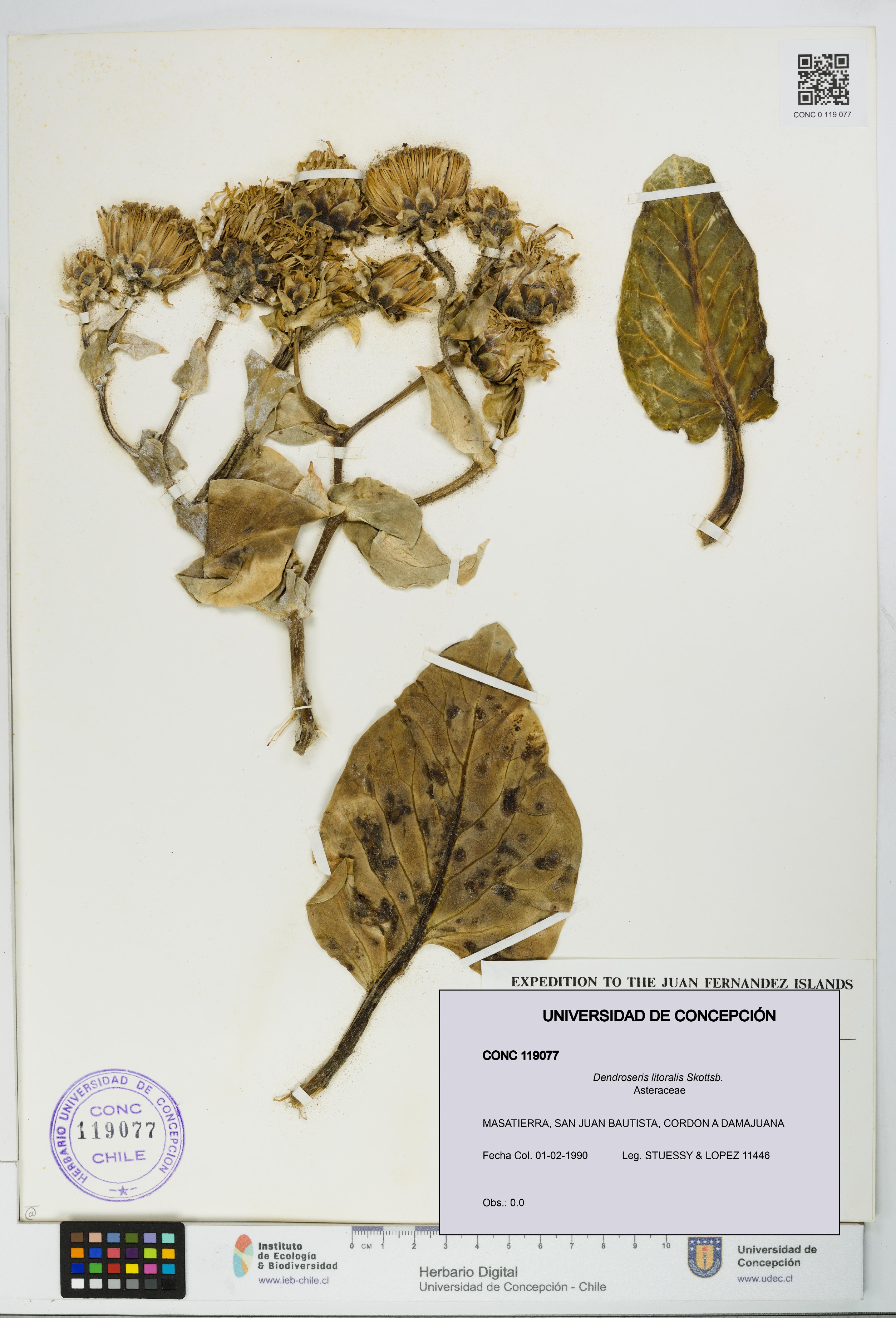 Dendroseris litoralis [Espécimen: UDEC:CONC:0119077]