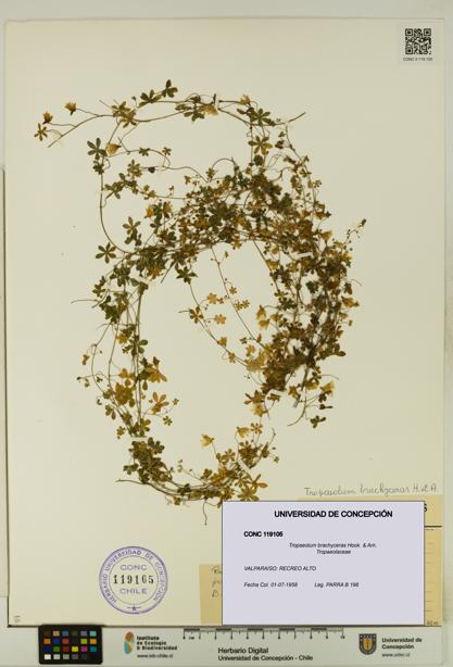 Tropaeolum brachyceras [Espécimen: UDEC:CONC:0119105]