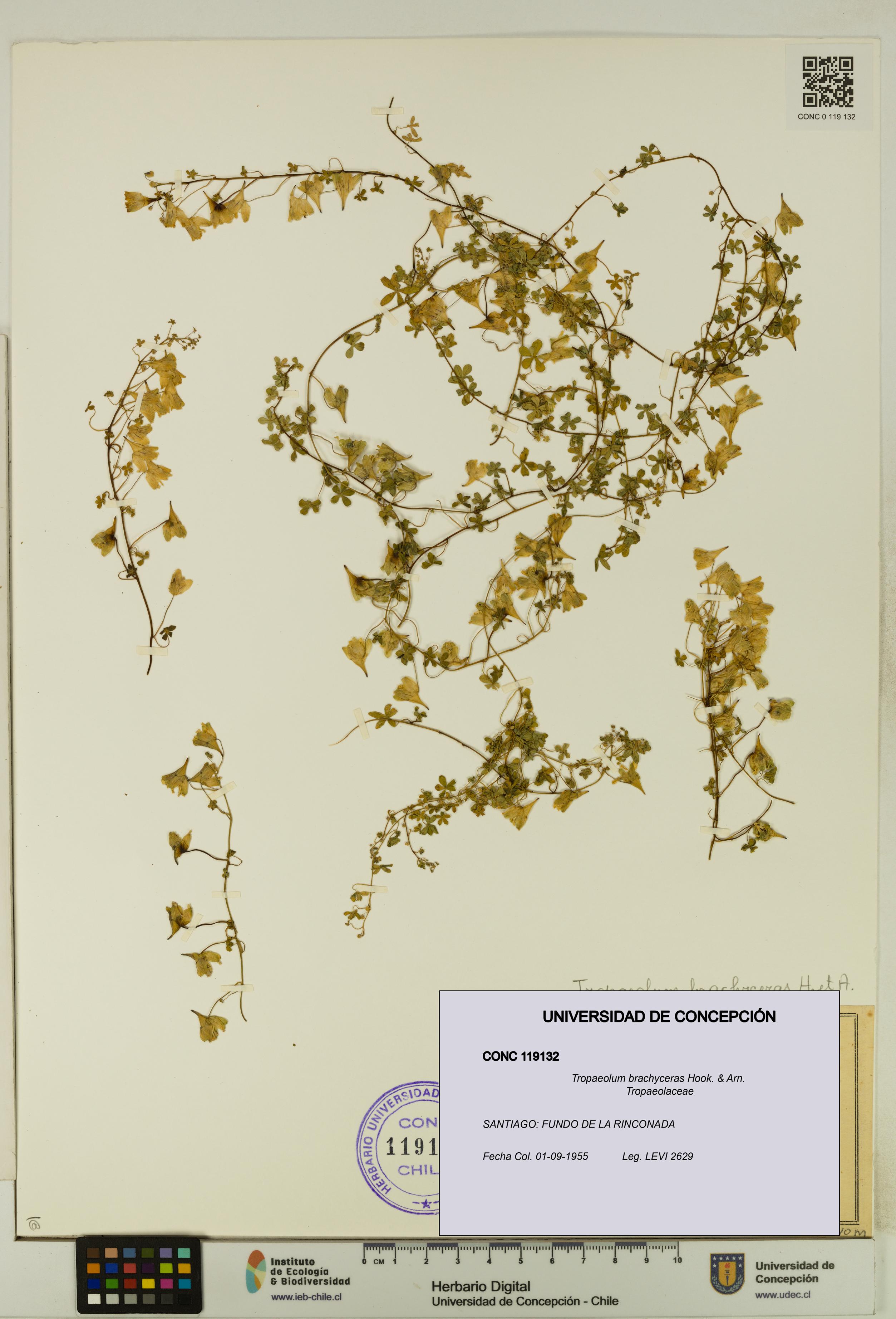 Tropaeolum brachyceras [Espécimen: UDEC:CONC:0119132]