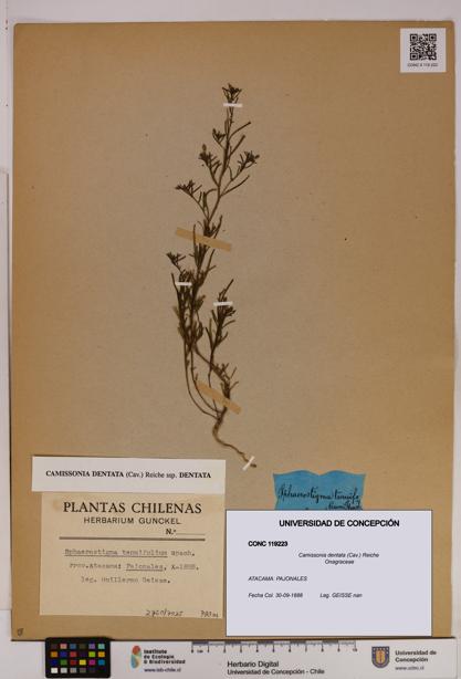 Camissonia dentata [Espécimen: UDEC:CONC:0119223]