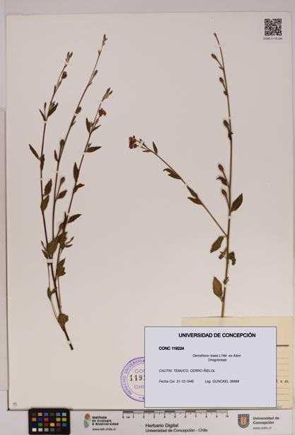 Oenothera rosea [Espécimen: UDEC:CONC:0119224]