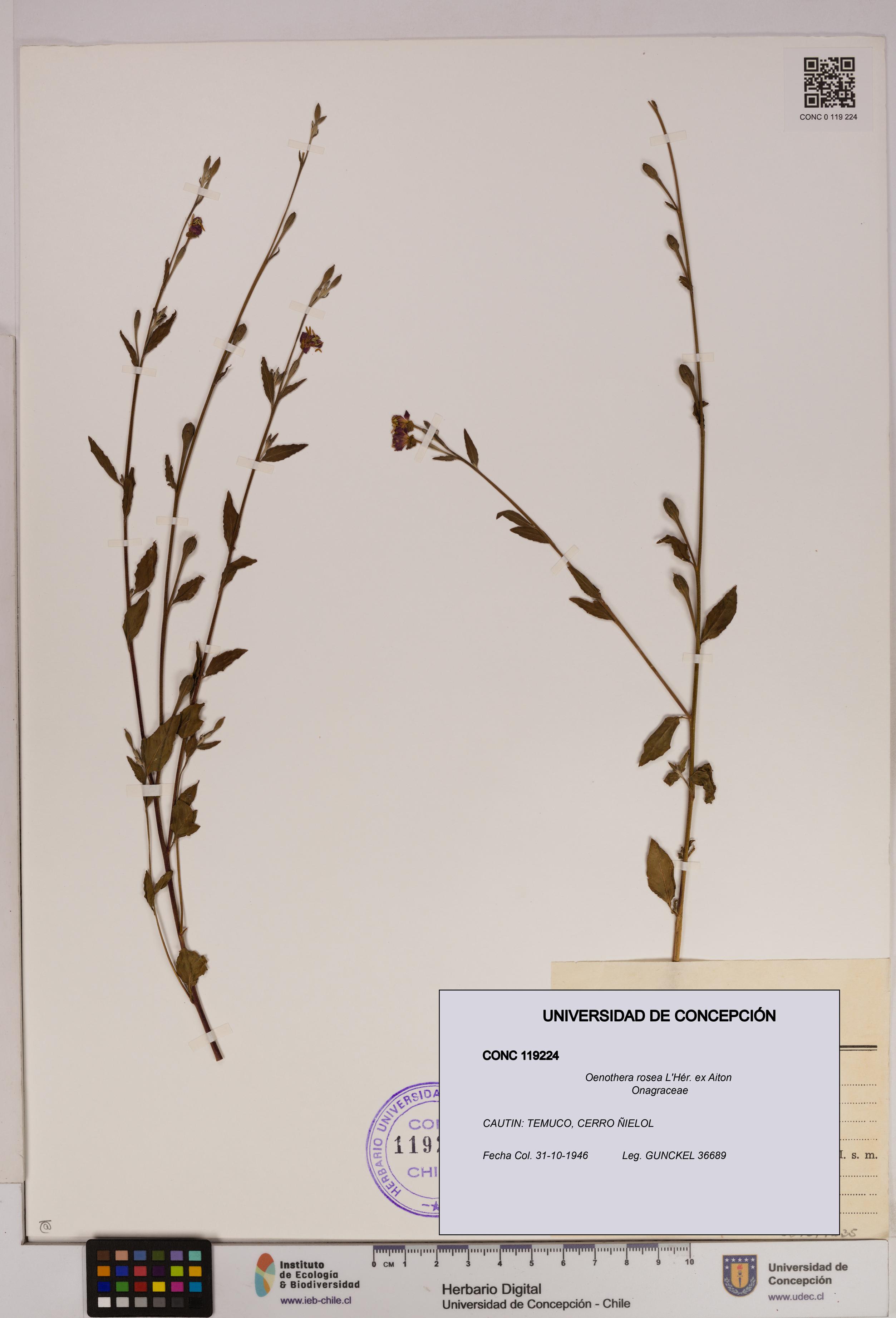 Oenothera rosea [Espécimen: UDEC:CONC:0119224]