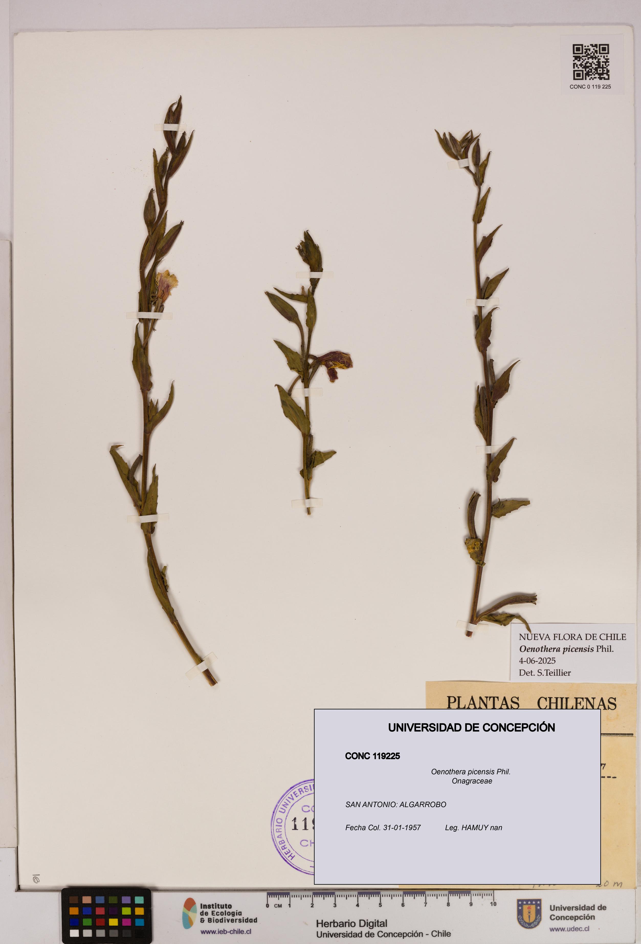 Oenothera picensis [Espécimen: UDEC:CONC:0119225]