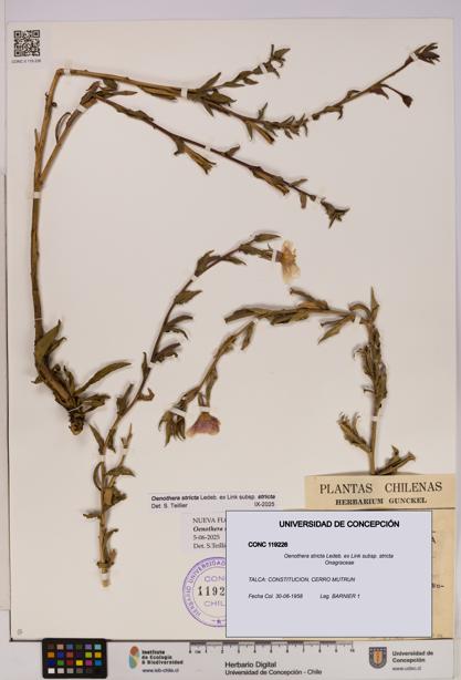 Oenothera stricta subsp. stricta [Espécimen: UDEC:CONC:0119226]