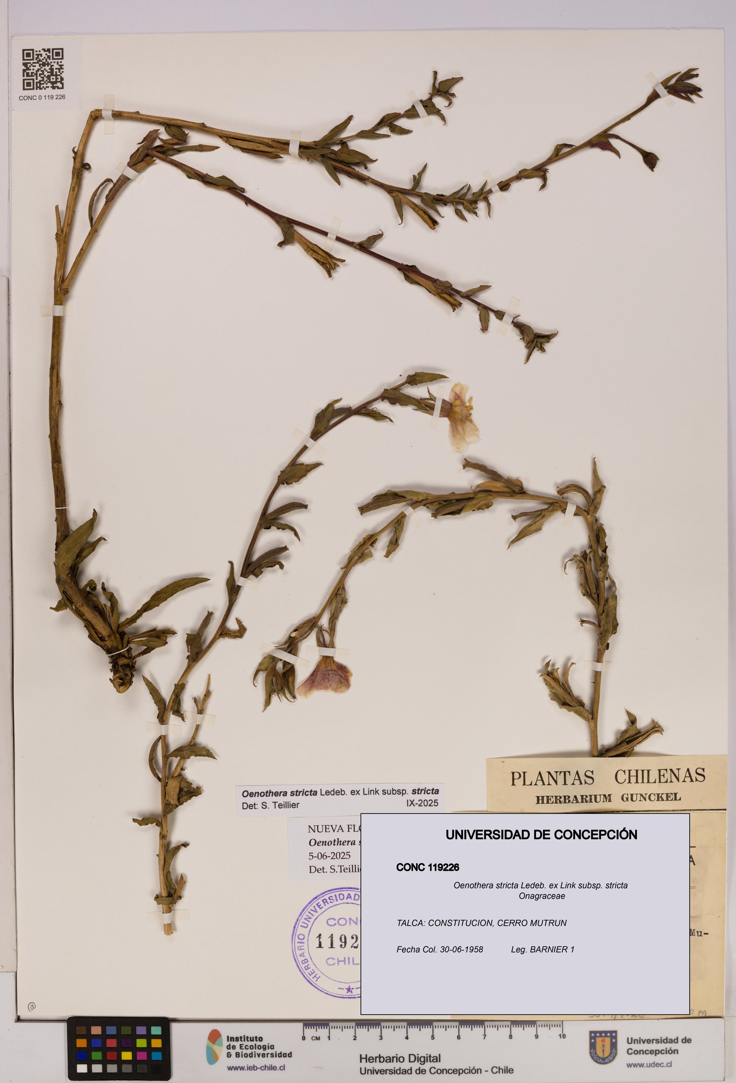 Oenothera stricta subsp. stricta [Espécimen: UDEC:CONC:0119226]