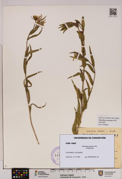 Oenothera picensis [Espécimen: UDEC:CONC:0119227]