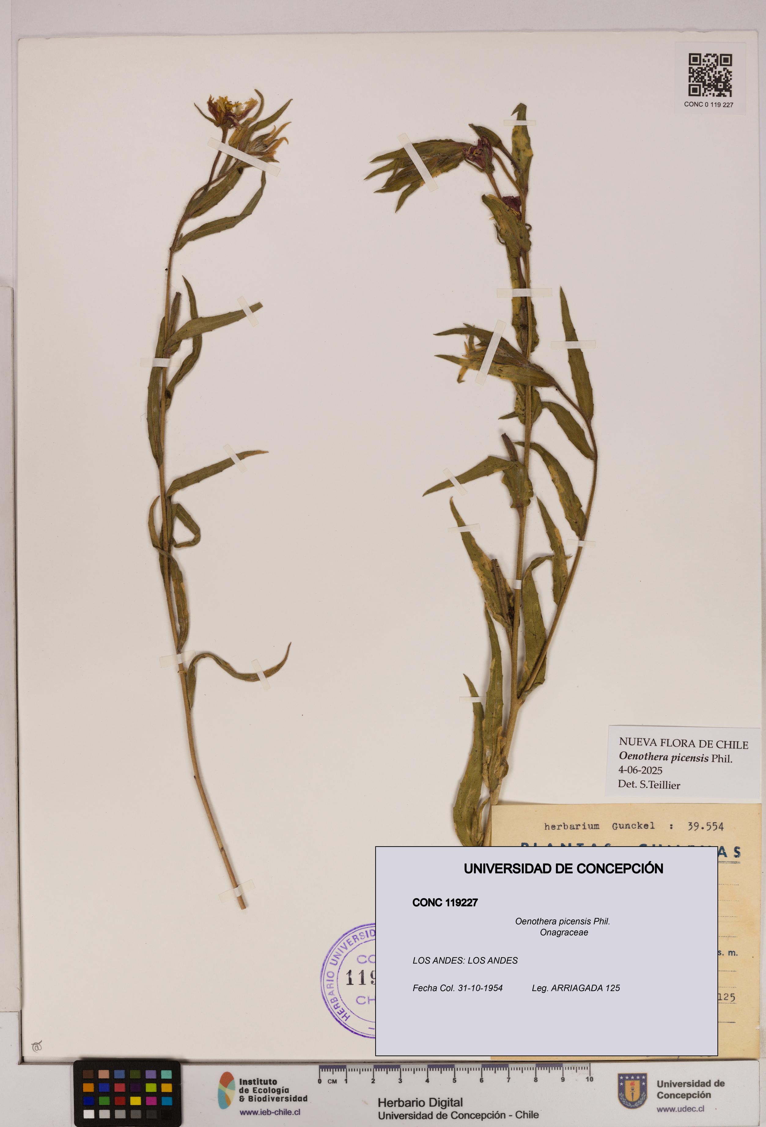 Oenothera picensis [Espécimen: UDEC:CONC:0119227]