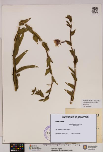 Oenothera picensis [Espécimen: UDEC:CONC:0119228]