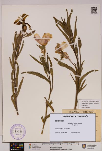 Oenothera affinis [Espécimen: UDEC:CONC:0119229]