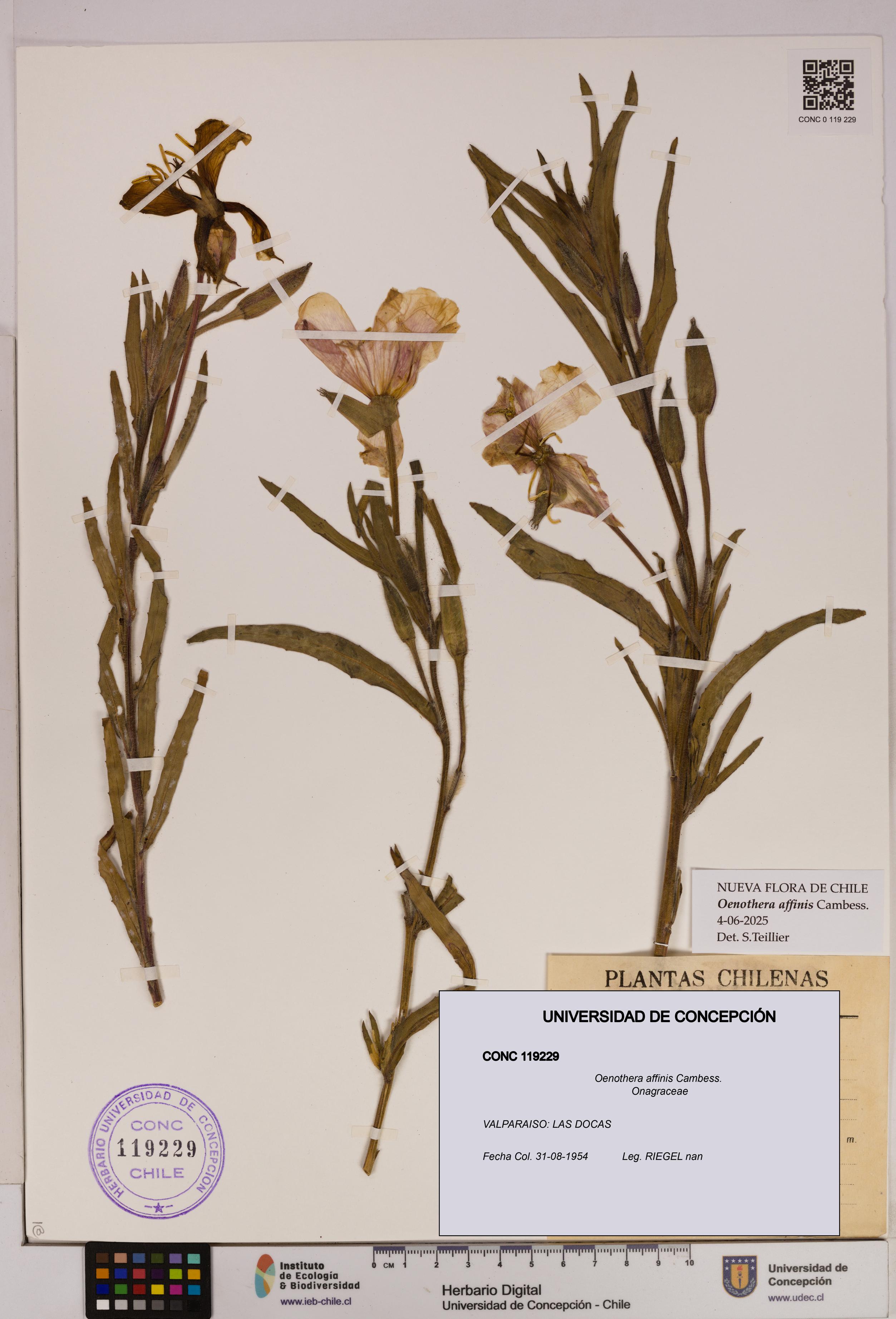 Oenothera affinis [Espécimen: UDEC:CONC:0119229]