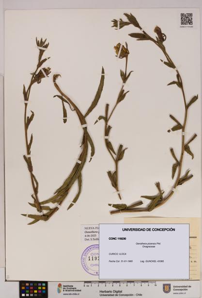 Oenothera picensis [Espécimen: UDEC:CONC:0119230]