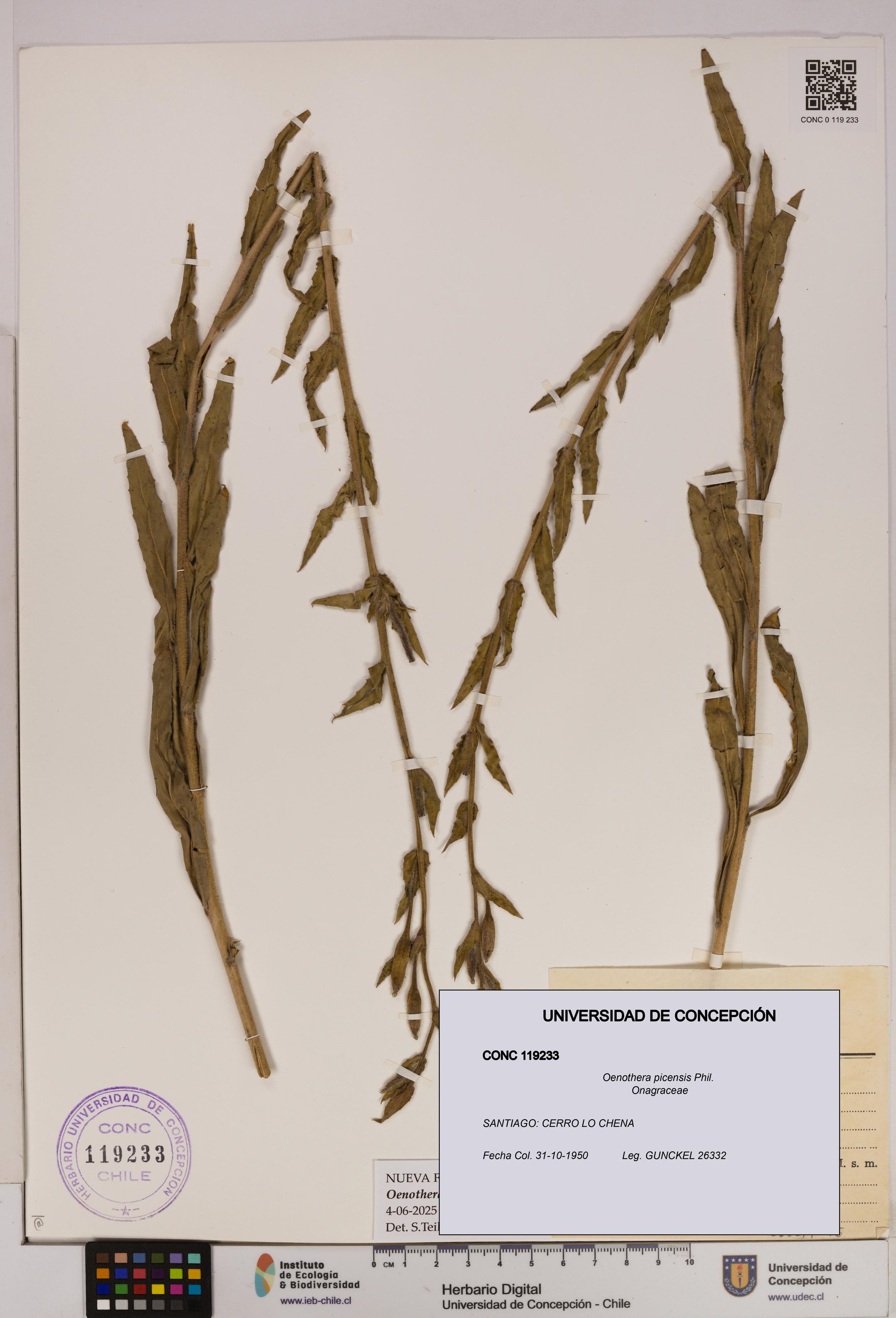 Oenothera picensis [Espécimen: UDEC:CONC:0119233]