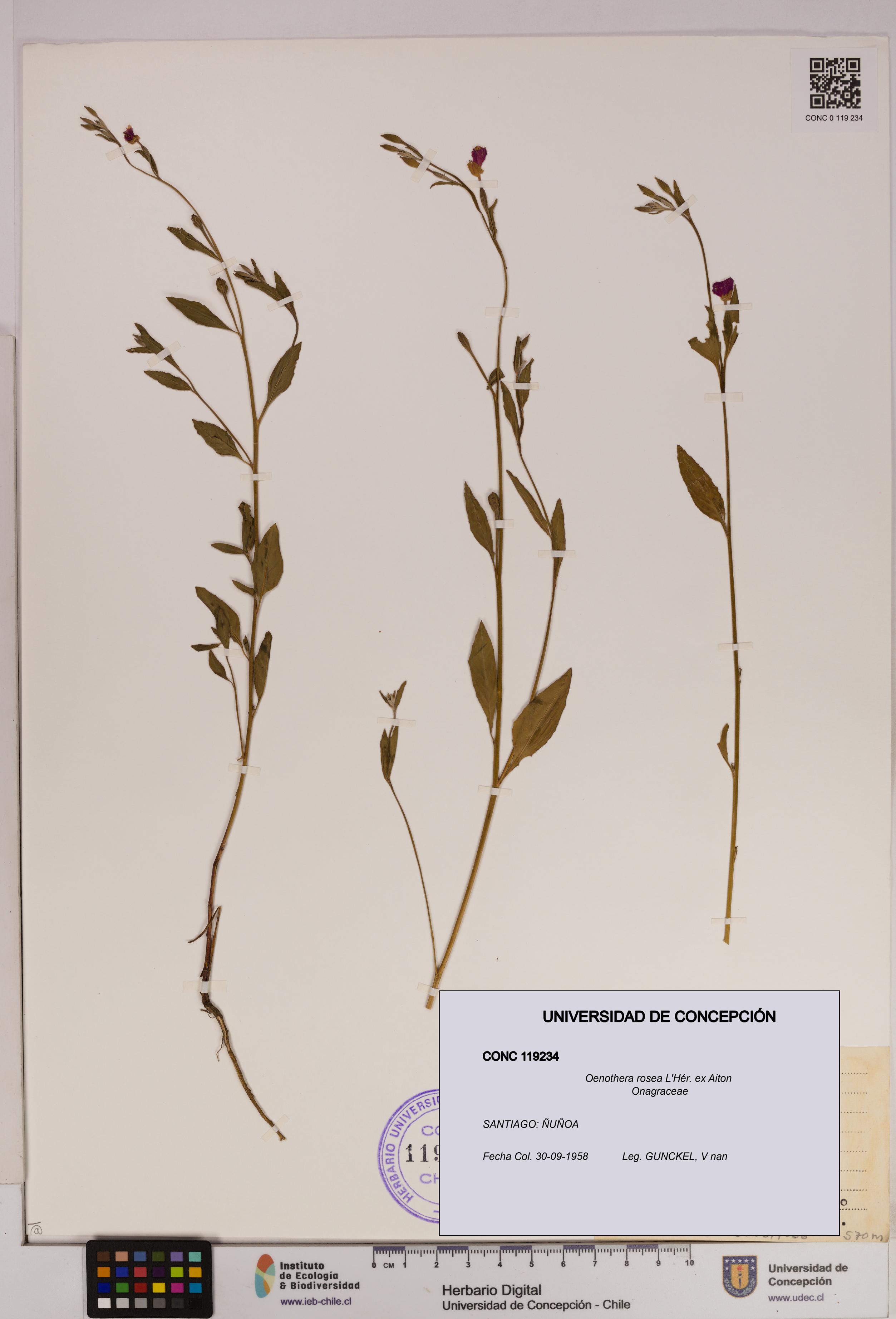 Oenothera rosea [Espécimen: UDEC:CONC:0119234]