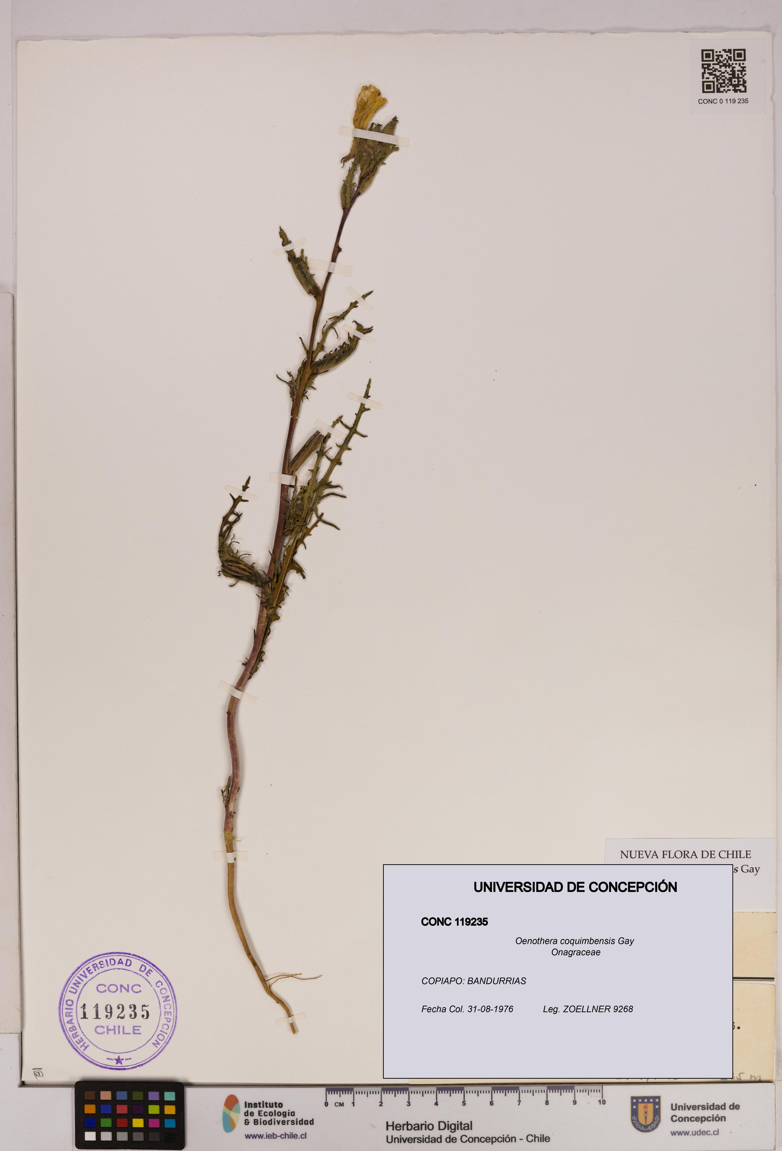 Oenothera coquimbensis [Espécimen: UDEC:CONC:0119235]