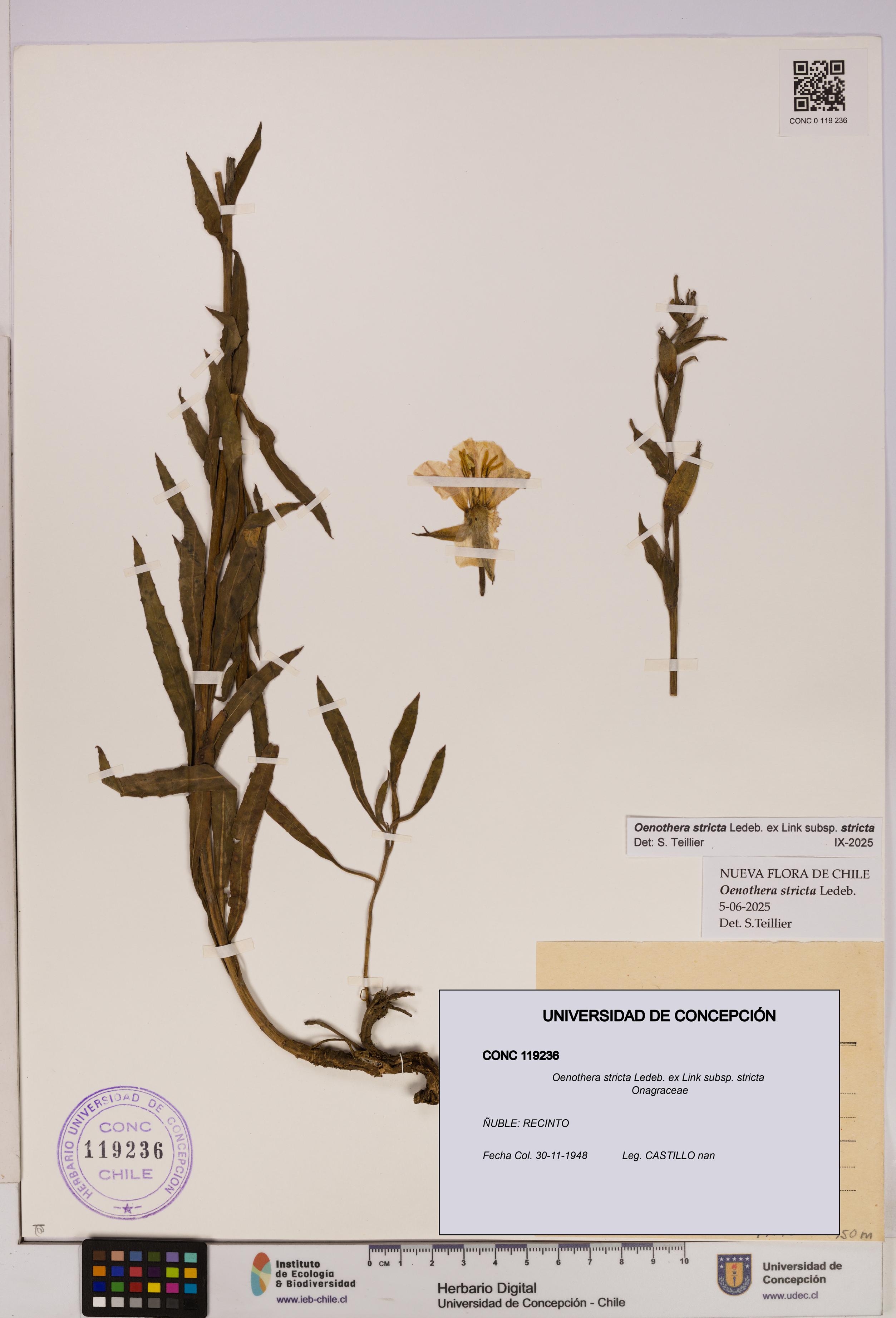 Oenothera stricta subsp. stricta [Espécimen: UDEC:CONC:0119236]