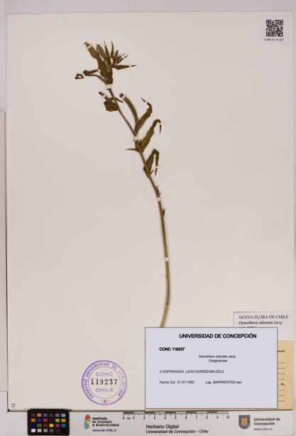 Oenothera odorata [Espécimen: UDEC:CONC:0119237]
