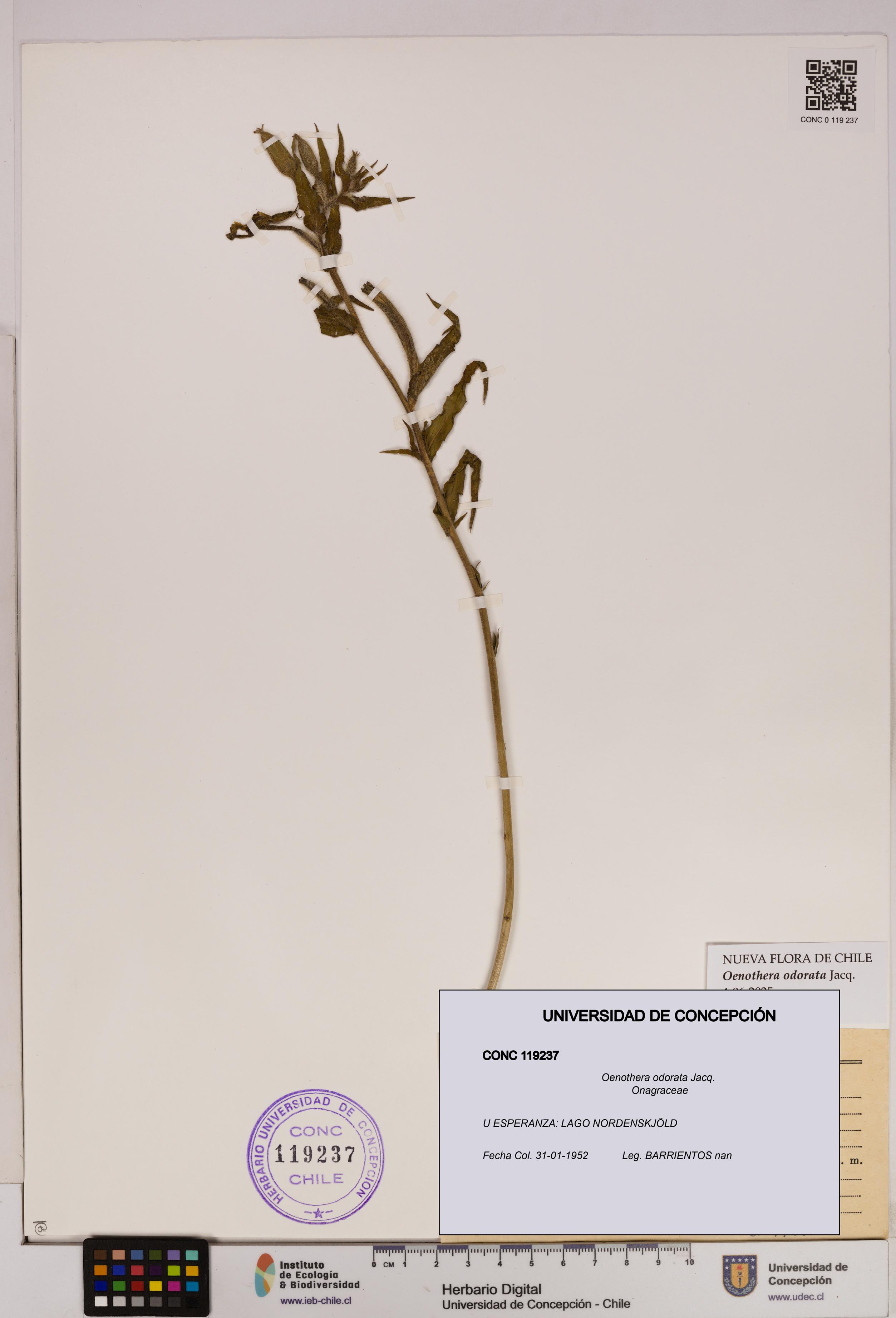 Oenothera odorata [Espécimen: UDEC:CONC:0119237]