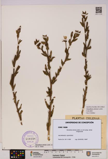 Oenothera stricta subsp. stricta [Espécimen: UDEC:CONC:0119238]