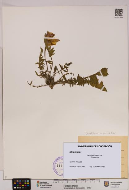 Oenothera acaulis [Espécimen: UDEC:CONC:0119239]