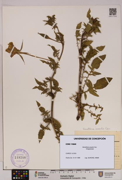 Oenothera acaulis [Espécimen: UDEC:CONC:0119240]