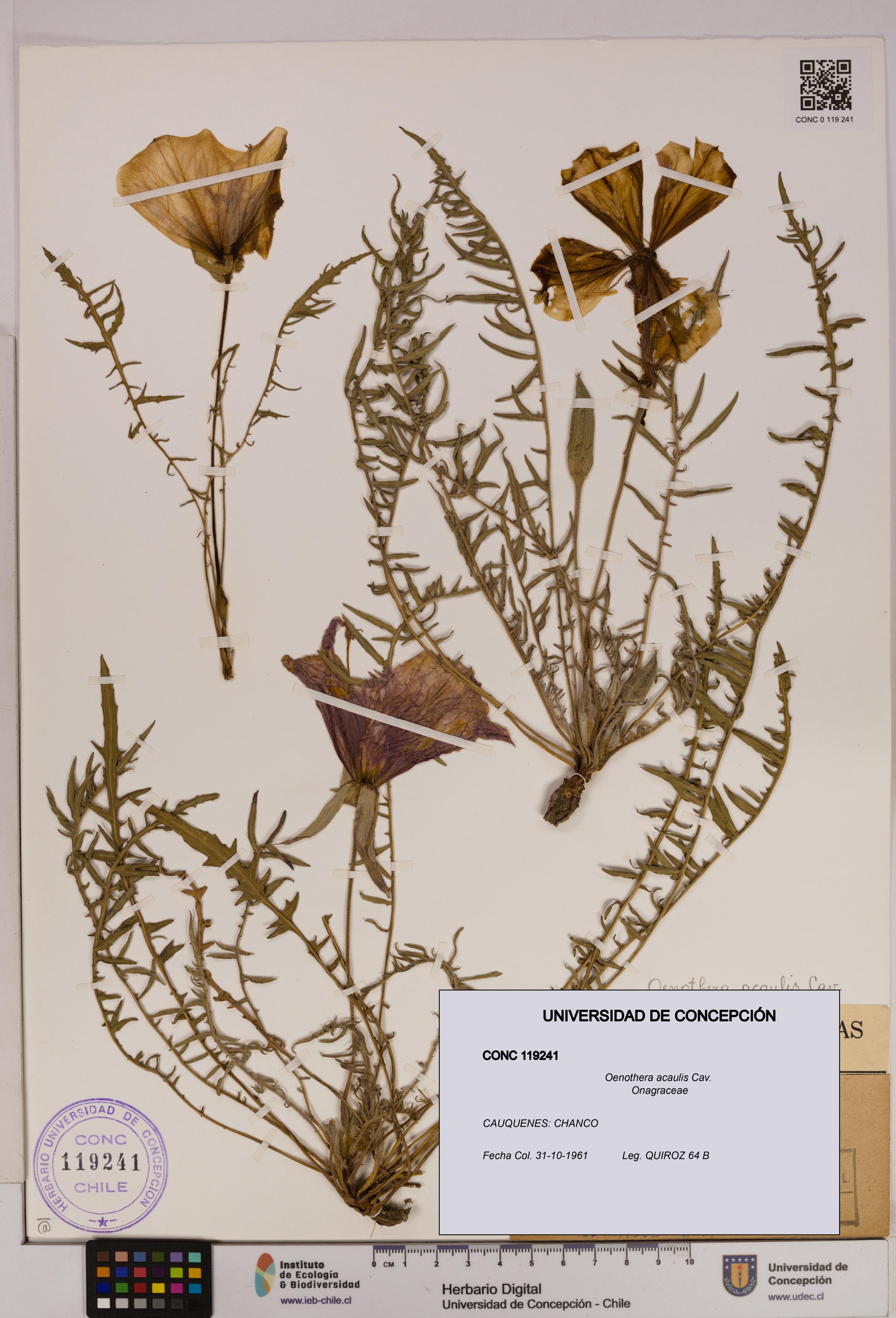 Oenothera acaulis [Espécimen: UDEC:CONC:0119241]