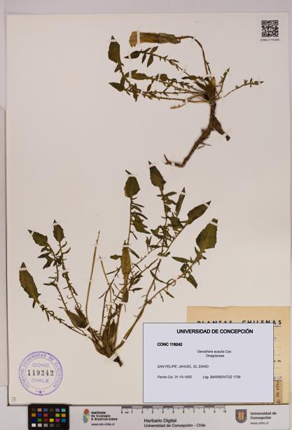 Oenothera acaulis [Espécimen: UDEC:CONC:0119242]