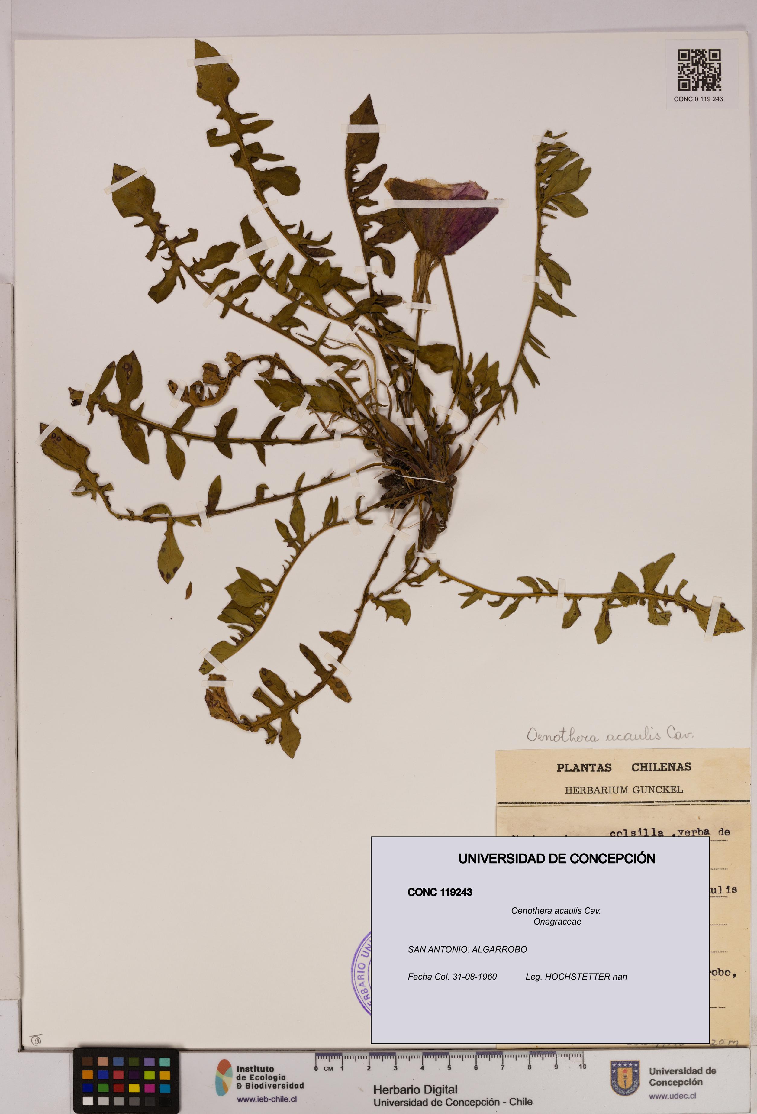Oenothera acaulis [Espécimen: UDEC:CONC:0119243]