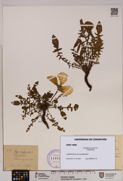 Oenothera acaulis [Espécimen: UDEC:CONC:0119244]