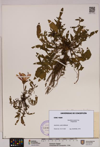 Oenothera acaulis [Espécimen: UDEC:CONC:0119245]