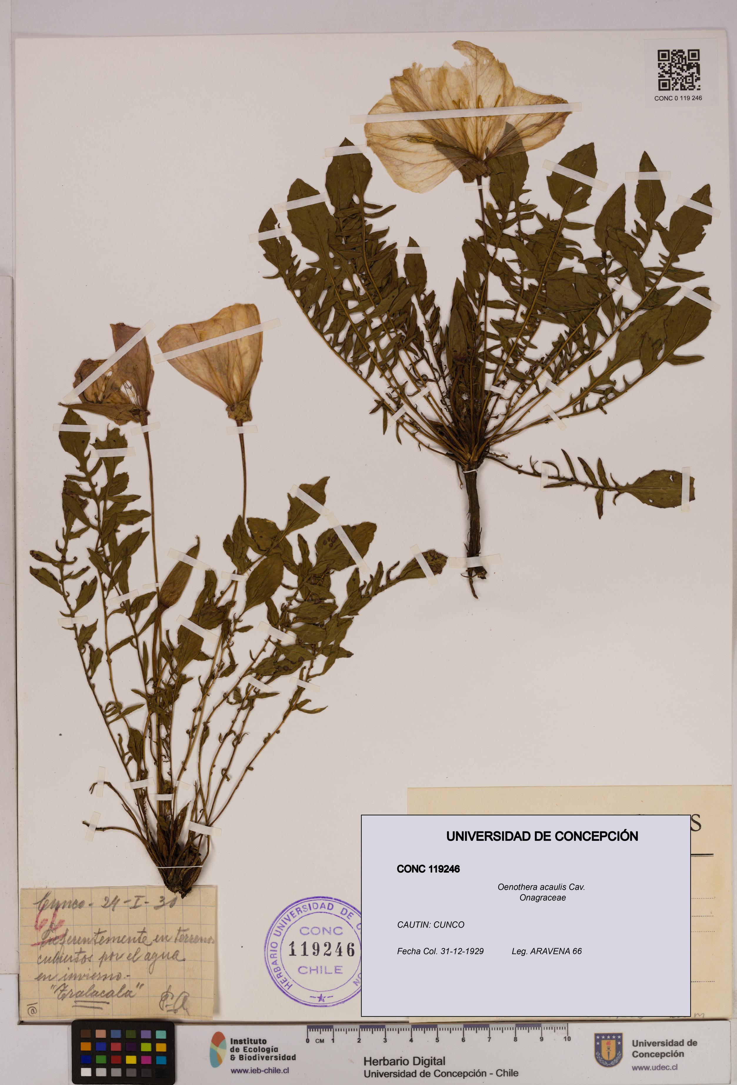 Oenothera acaulis [Espécimen: UDEC:CONC:0119246]