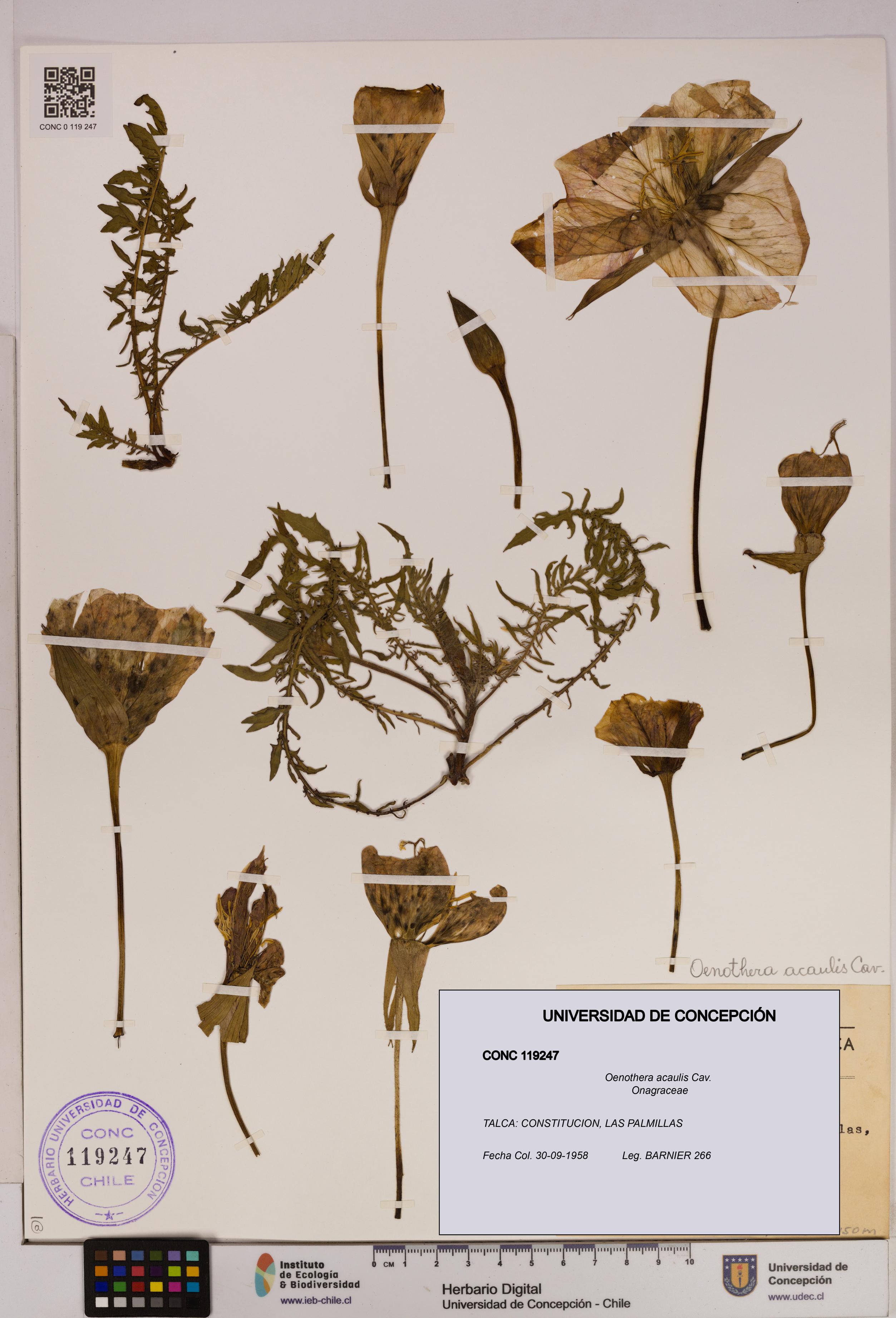Oenothera acaulis [Espécimen: UDEC:CONC:0119247]