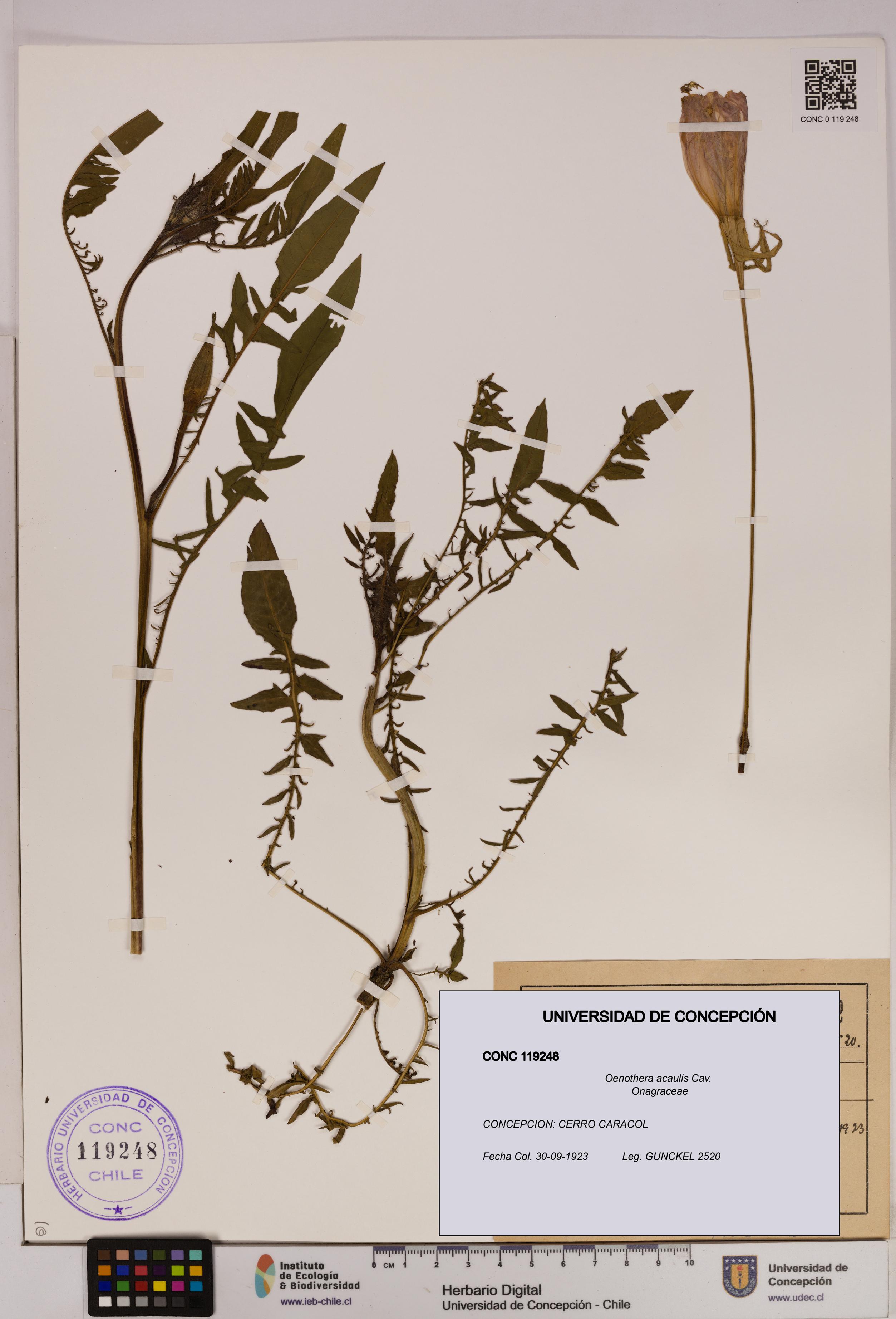 Oenothera acaulis [Espécimen: UDEC:CONC:0119248]