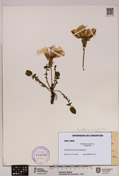 Oenothera acaulis [Espécimen: UDEC:CONC:0119249]