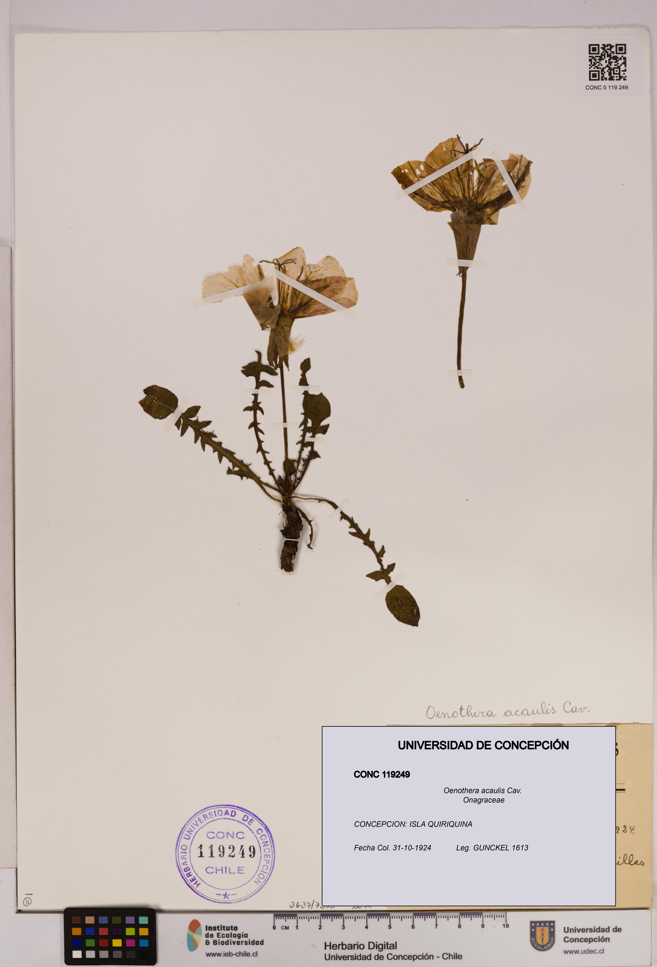 Oenothera acaulis [Espécimen: UDEC:CONC:0119249]