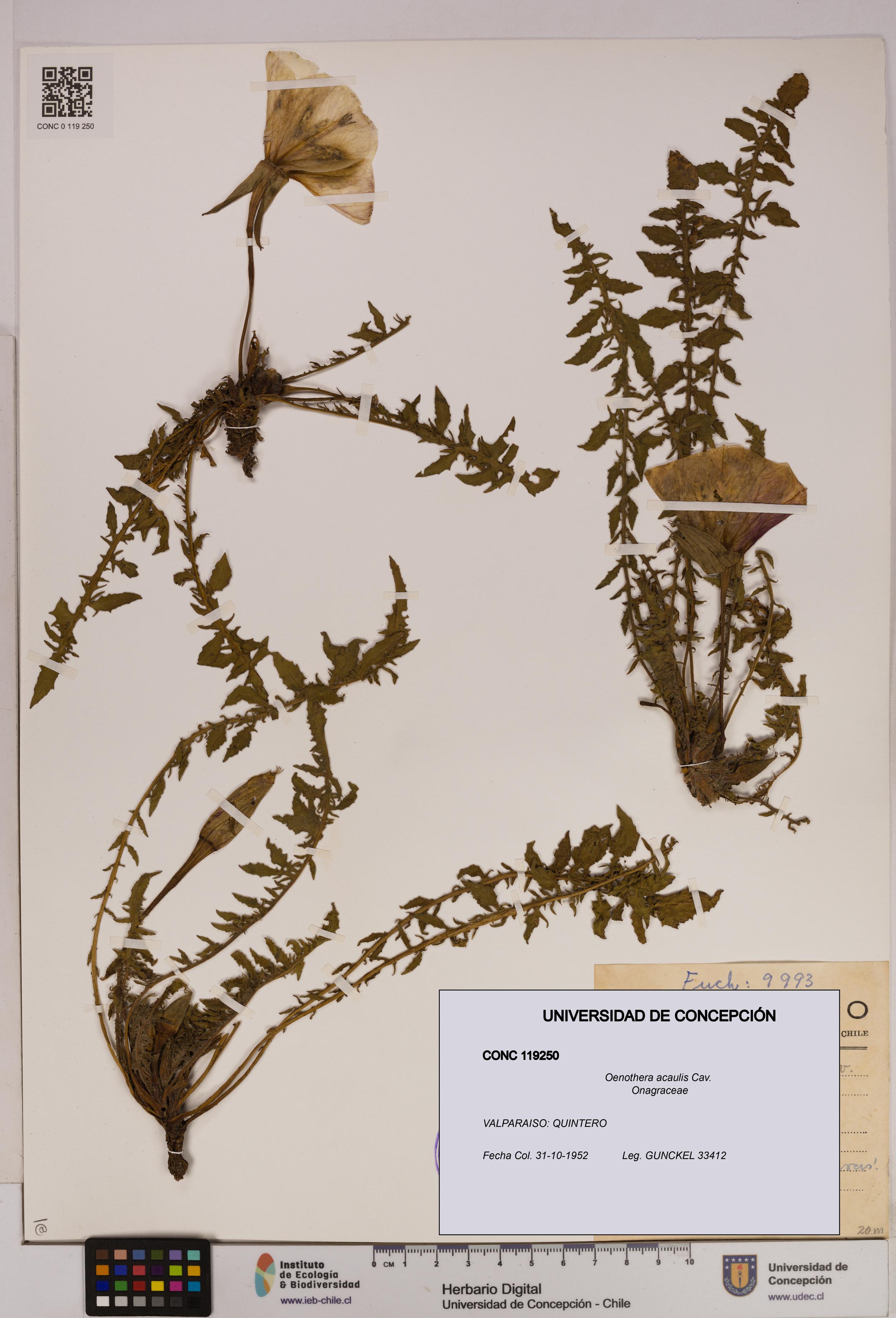 Oenothera acaulis [Espécimen: UDEC:CONC:0119250]
