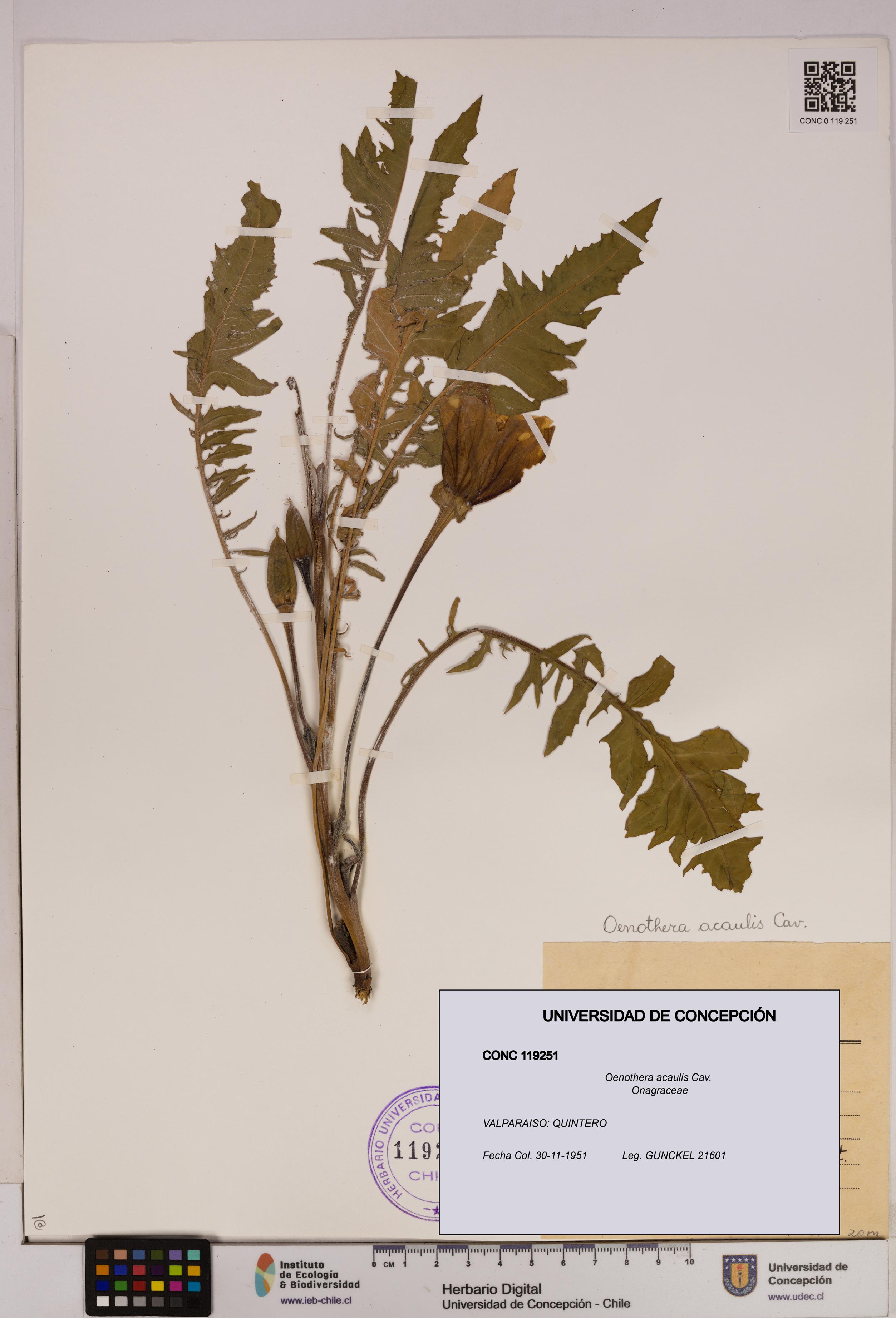 Oenothera acaulis [Espécimen: UDEC:CONC:0119251]
