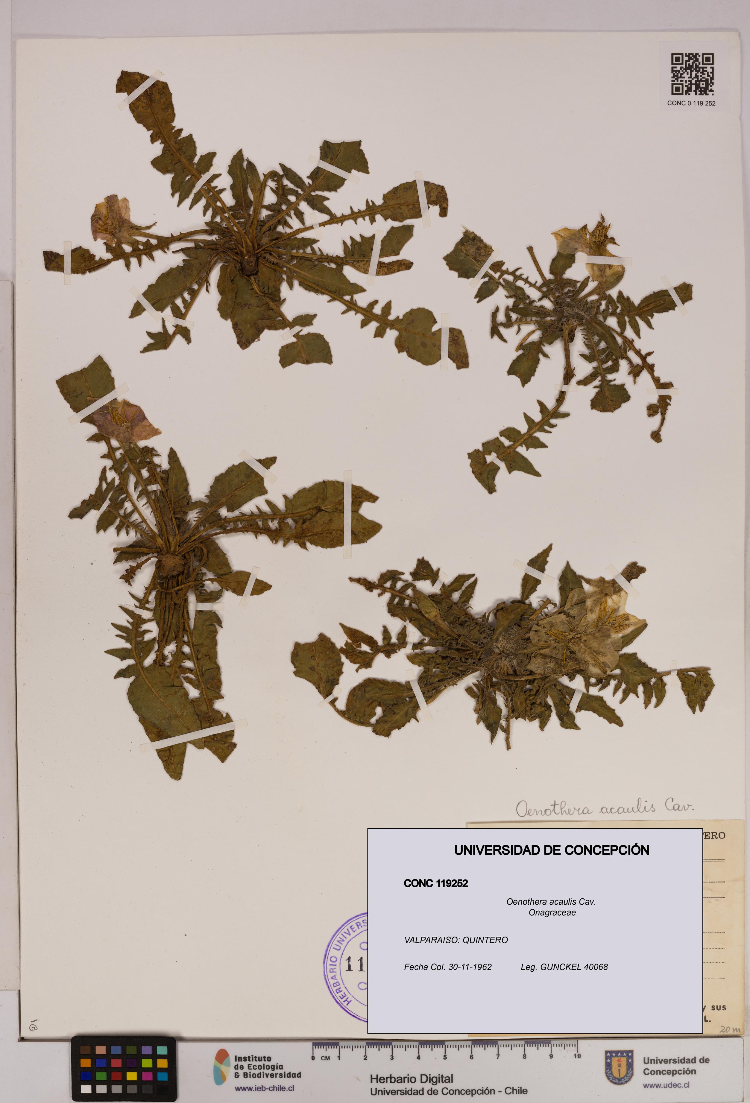 Oenothera acaulis [Espécimen: UDEC:CONC:0119252]