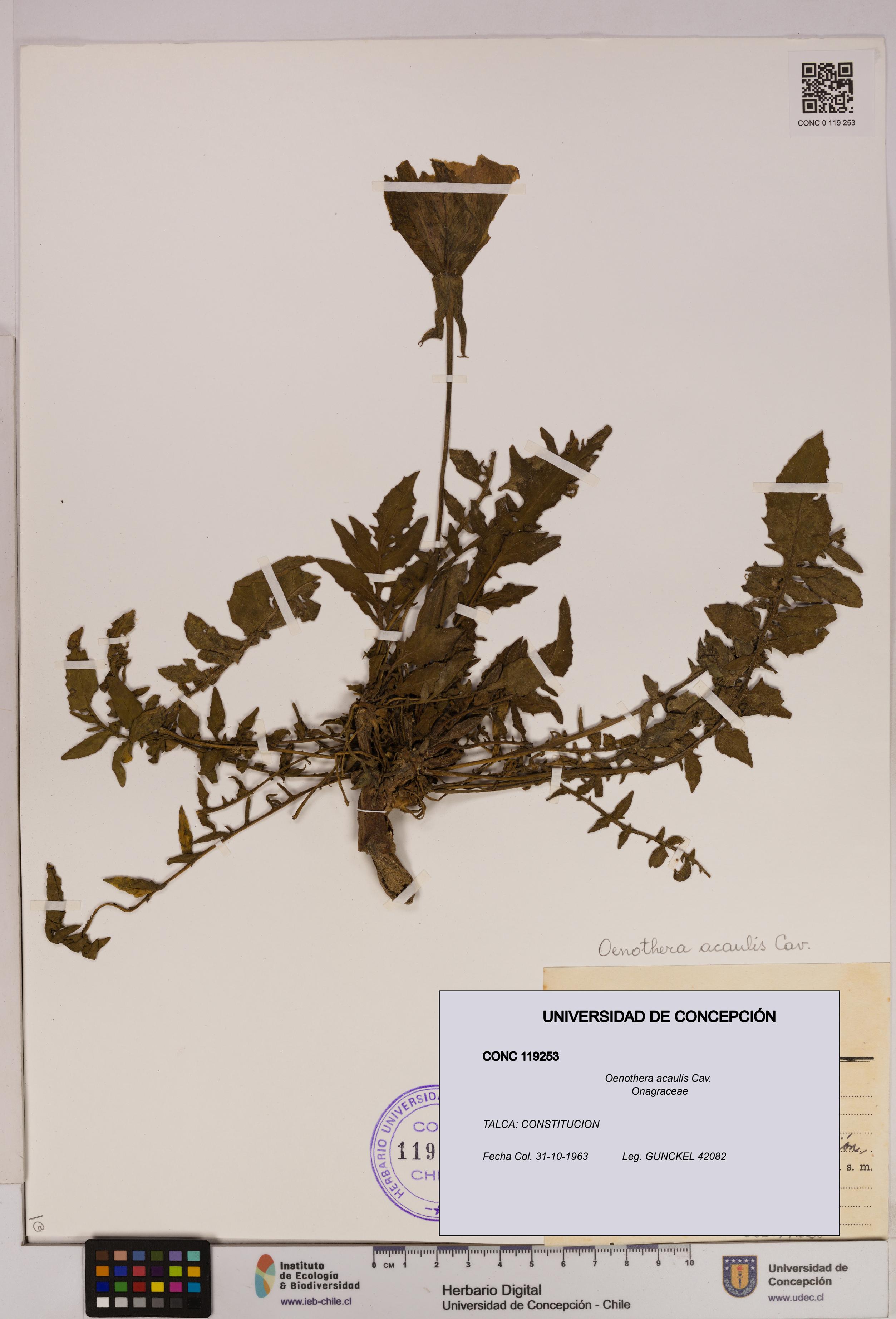 Oenothera acaulis [Espécimen: UDEC:CONC:0119253]